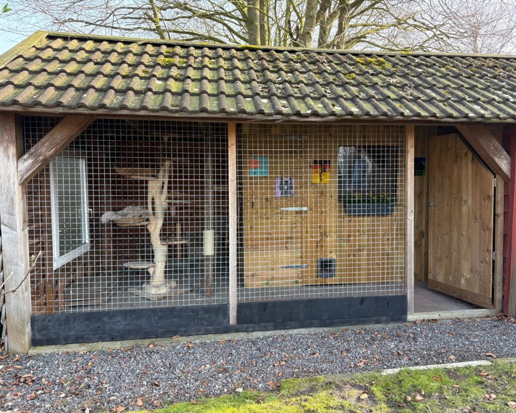 Verwarmd kattenverblijf met binnen- en buitenruimte in Nieuwe Pekela
